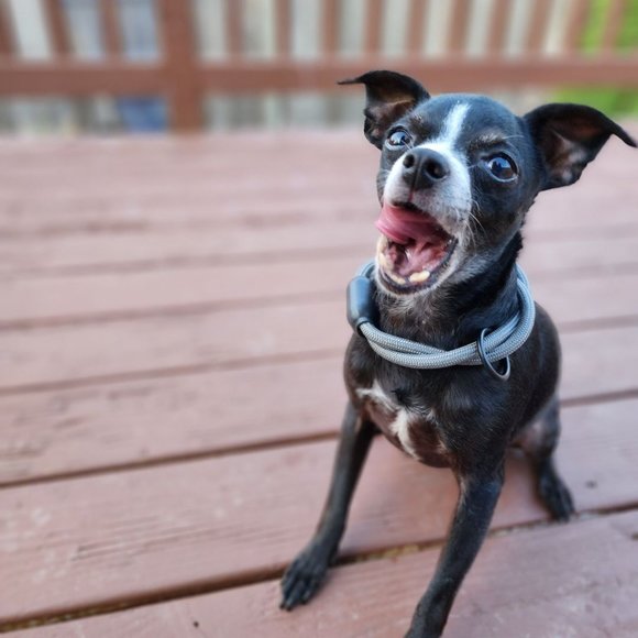 Meet your Posher, Amanda - Picture 1 of 1